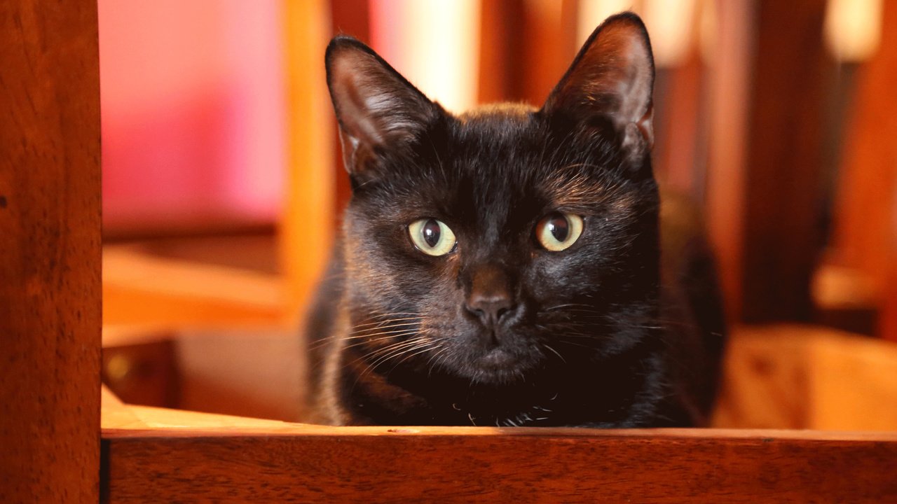 Обои глаза, кот, кошка, взгляд, черный, ушки, eyes, cat, look, black, ears разрешение 2048x1365 Загрузить