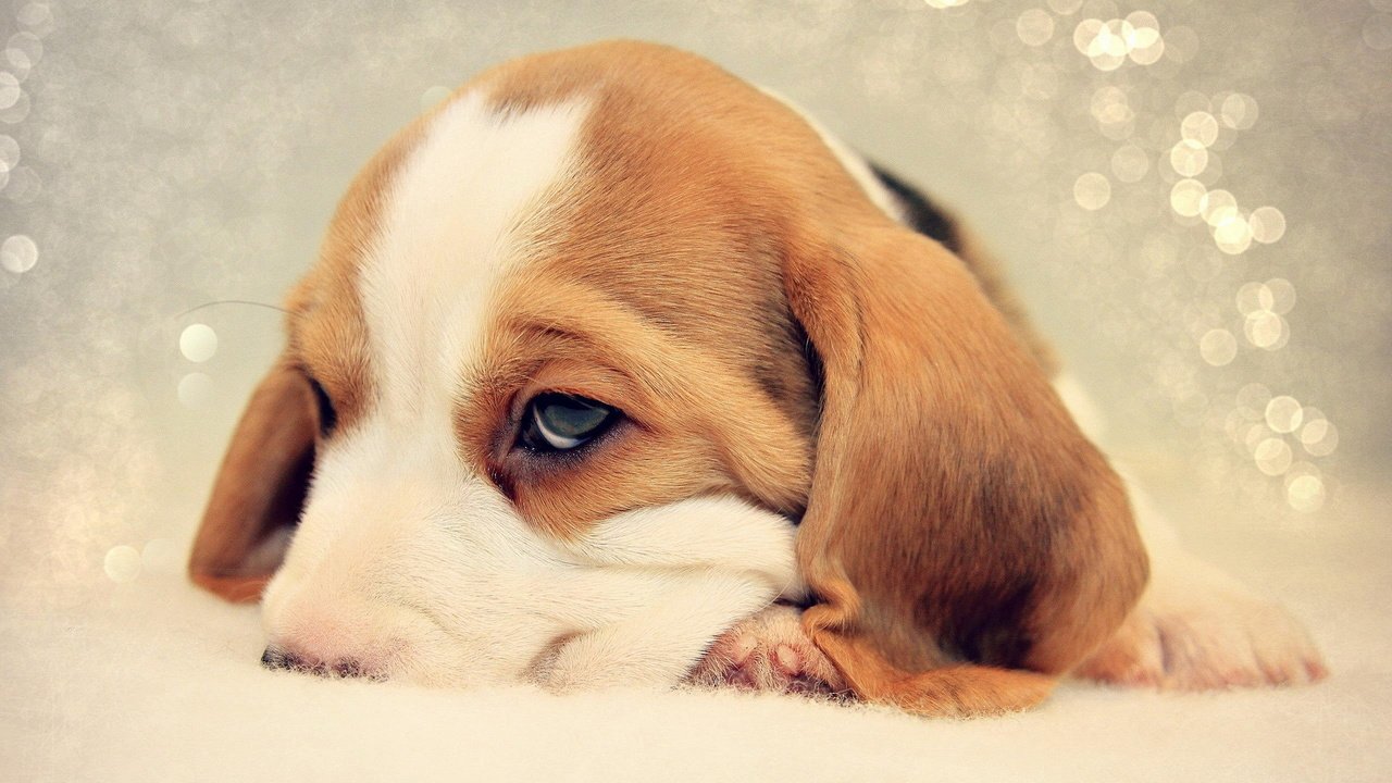 Обои грусть, собака, щенок, бигль, sadness, dog, puppy, beagle разрешение 1920x1200 Загрузить