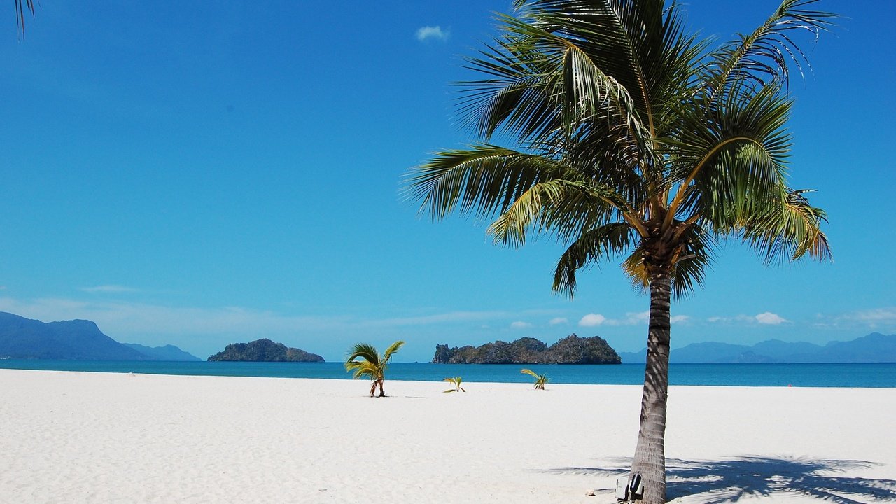 Обои пляж, пальмы, тропики, beach, palm trees, tropics разрешение 2975x1951 Загрузить