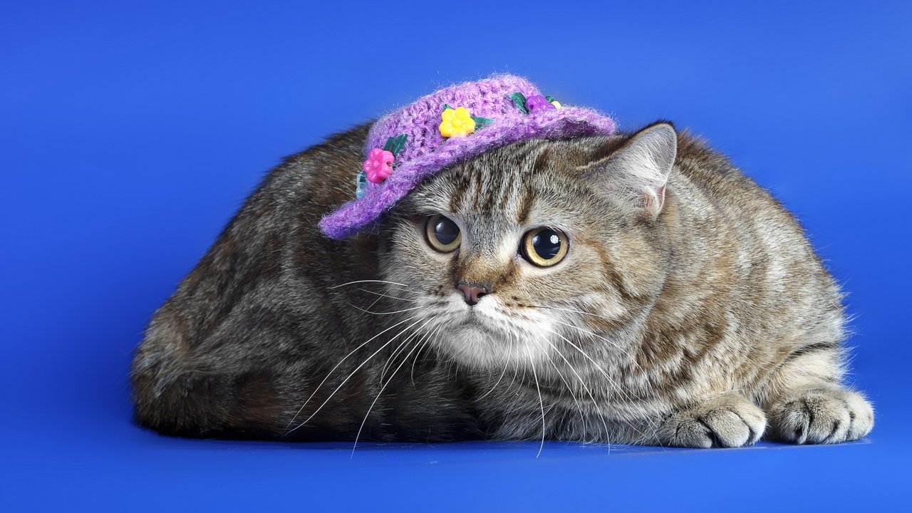 Обои кот, мордочка, усы, кошка, взгляд, шляпка, синий фон, cat, muzzle, mustache, look, hat, blue background разрешение 2560x1600 Загрузить