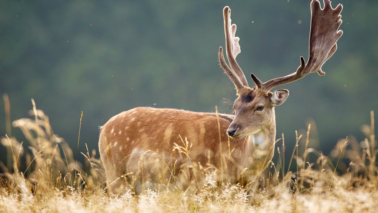 Обои трава, природа, олень, животные, рога, grass, nature, deer, animals, horns разрешение 2048x1365 Загрузить