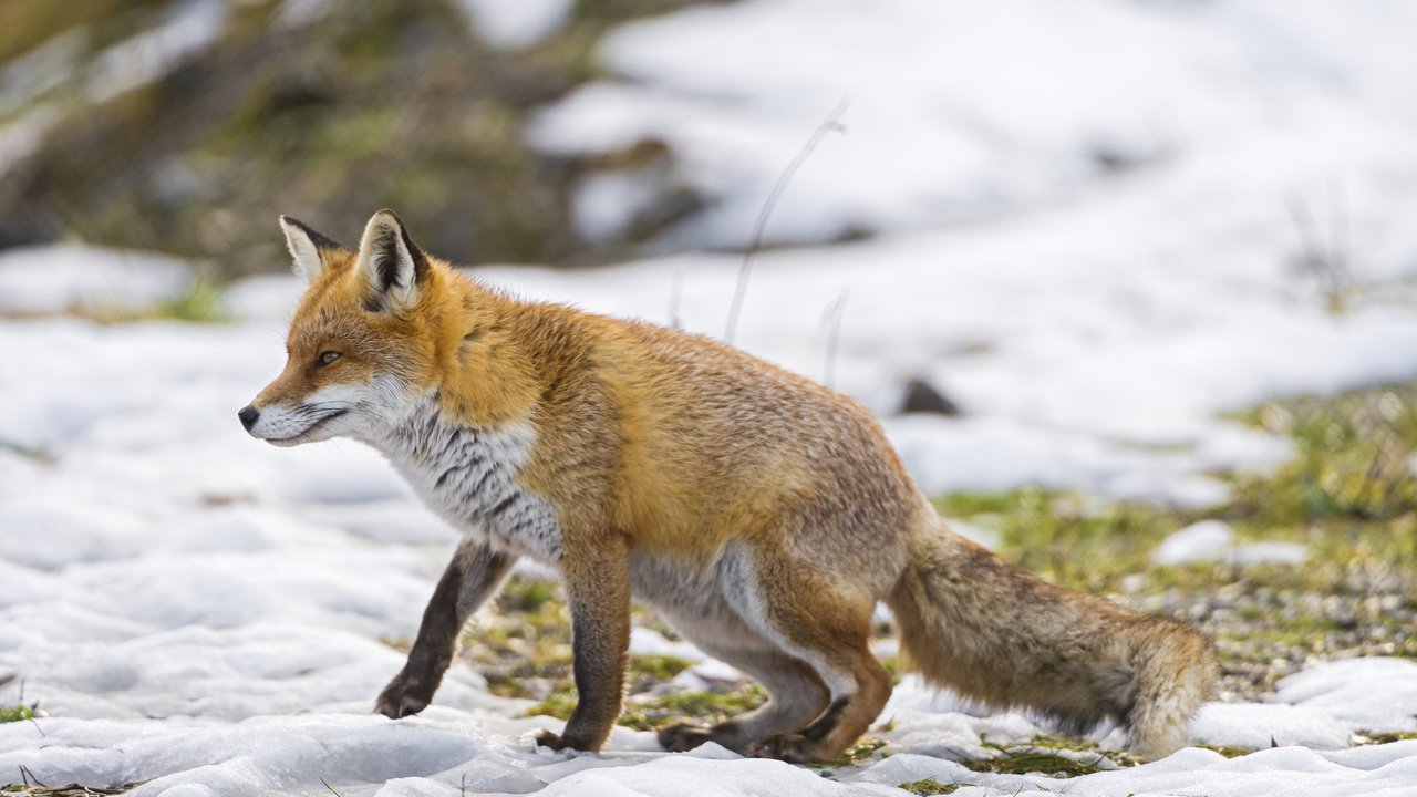 Обои снег, зима, лиса, прогулка, ветер, охота, snow, winter, fox, walk, the wind, hunting разрешение 2048x1363 Загрузить