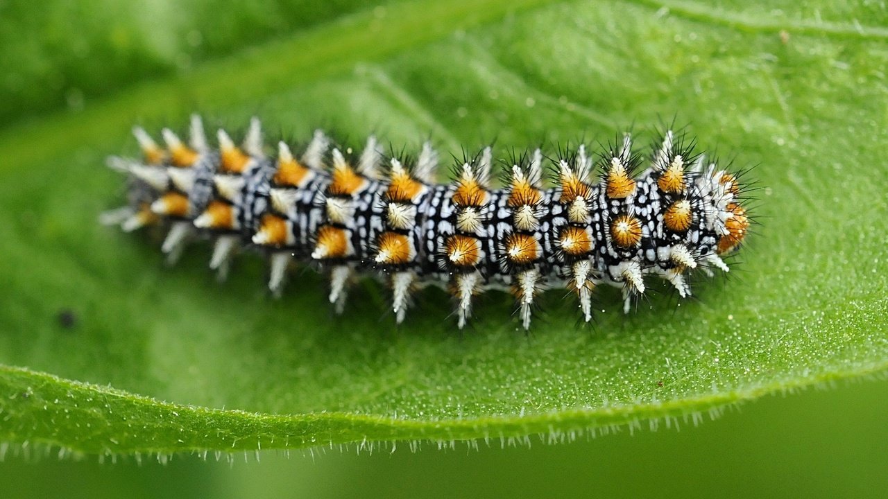 Обои макро, насекомые, листик, гусеница, macro, insects, leaf, caterpillar разрешение 2048x1360 Загрузить