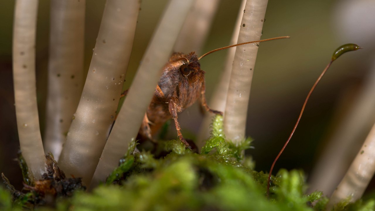 Обои макро, насекомое, мох, стебли, растение, усики, macro, insect, moss, stems, plant, antennae разрешение 2048x1367 Загрузить