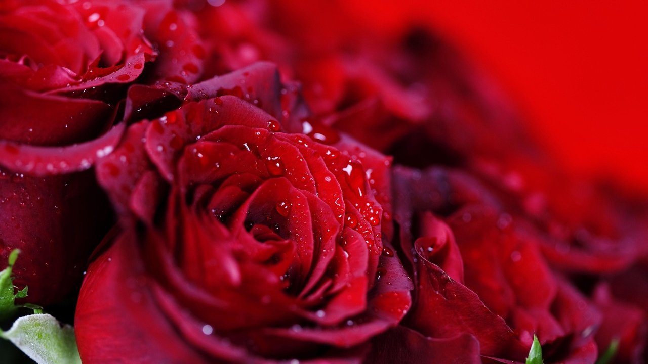 Обои капли, розы, красные, букет, много, drops, roses, red, bouquet, a lot разрешение 1920x1080 Загрузить