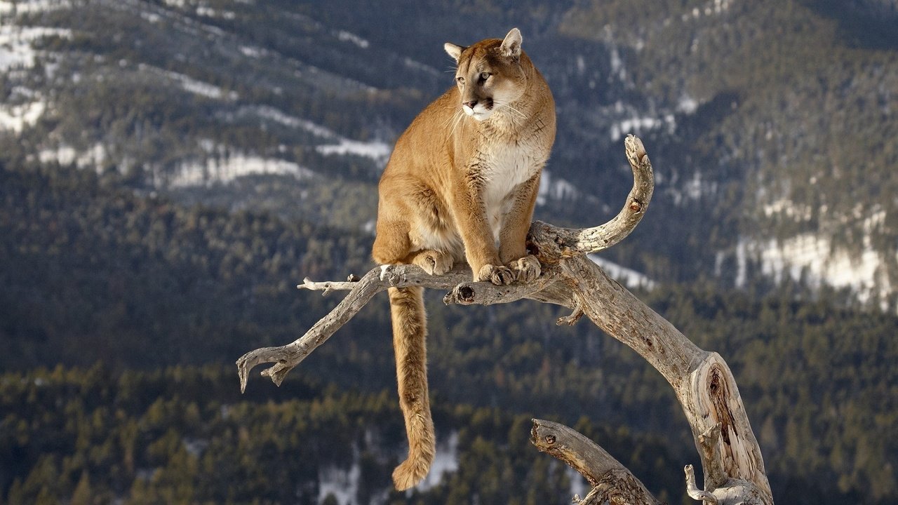 Обои большая кошка, ствол, пума, горный лев, big cat, trunk, puma, mountain lion разрешение 1920x1080 Загрузить