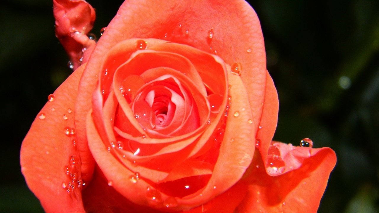Обои цветок, капли, роза, flower, drops, rose разрешение 1920x1200 Загрузить