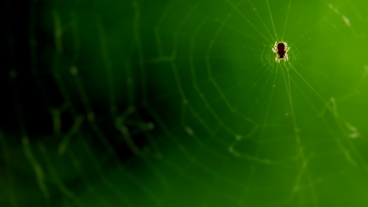 Обои микро, паук, паутина, супер макро, micro, spider, web, super macro разрешение 1920x1080 Загрузить