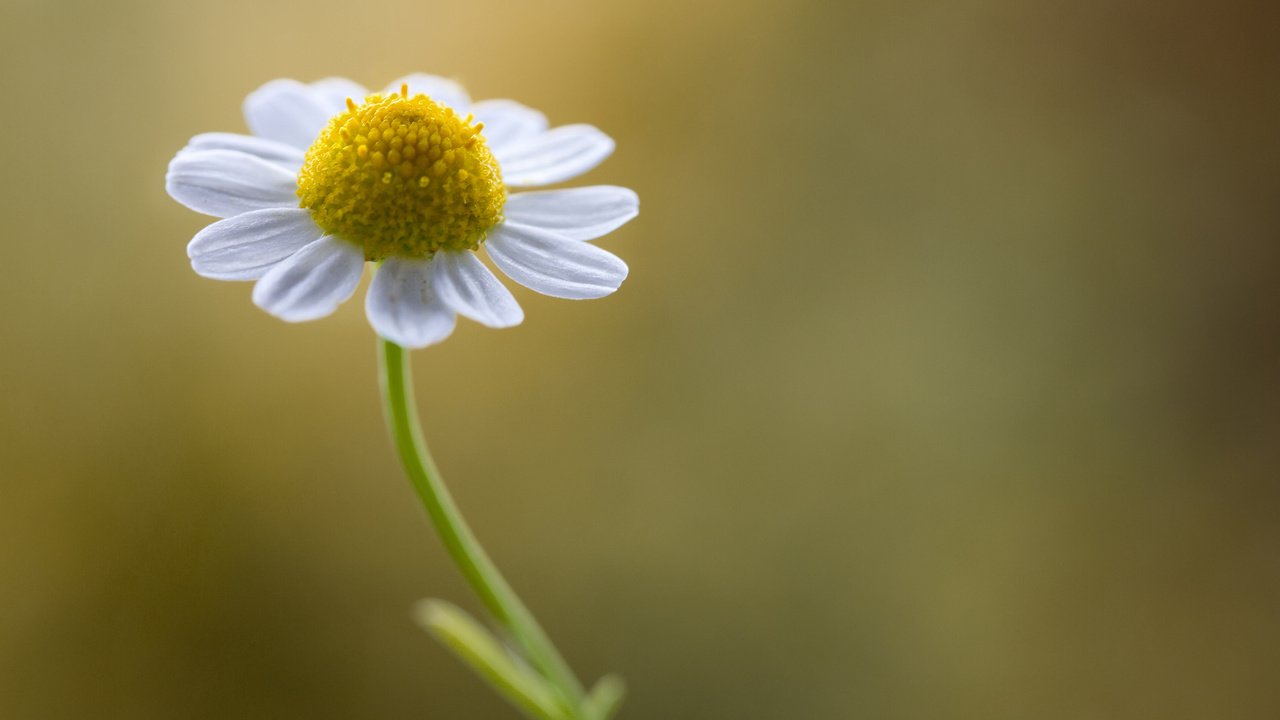 Обои природа, макро, фон, цветок, ромашка, nature, macro, background, flower, daisy разрешение 2048x1365 Загрузить