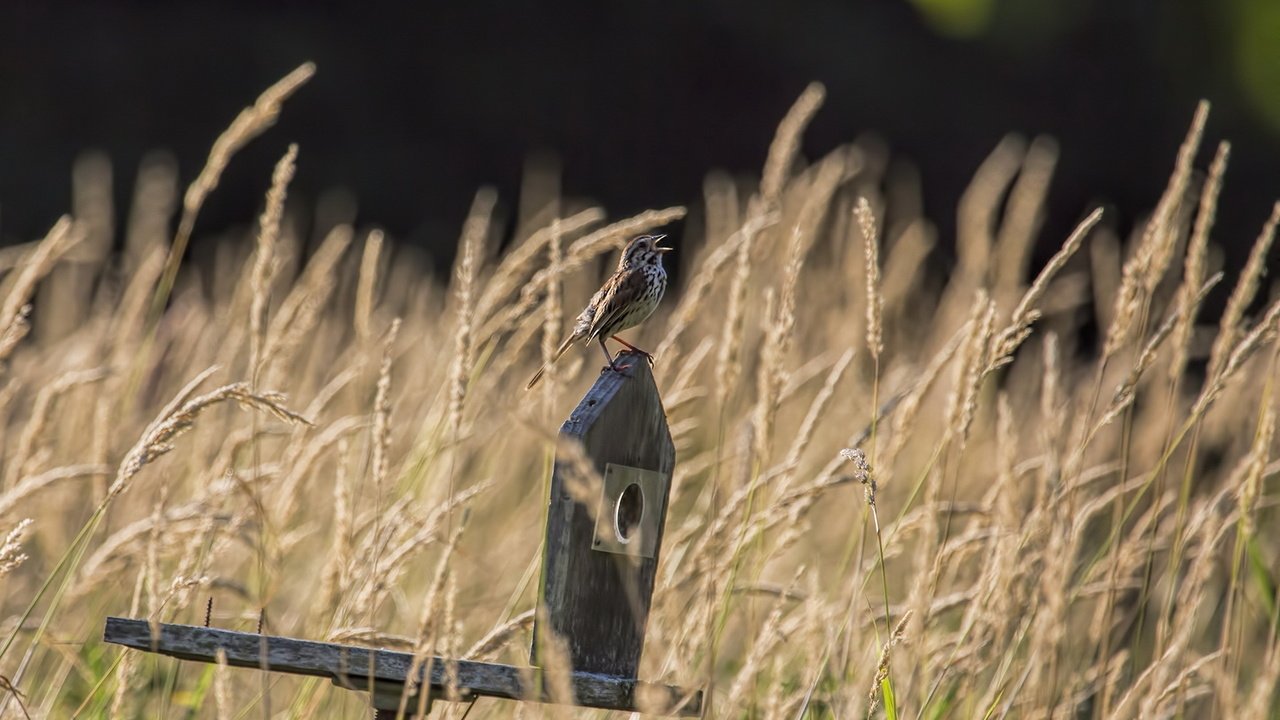 Обои трава, природа, птицы, воробей, grass, nature, birds, sparrow разрешение 1920x1200 Загрузить