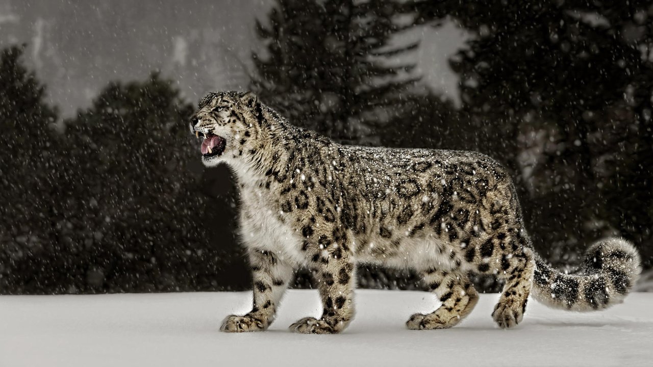 Обои снег, природа, ирбис, снежный леопард, snow, nature, irbis, snow leopard разрешение 2048x1101 Загрузить