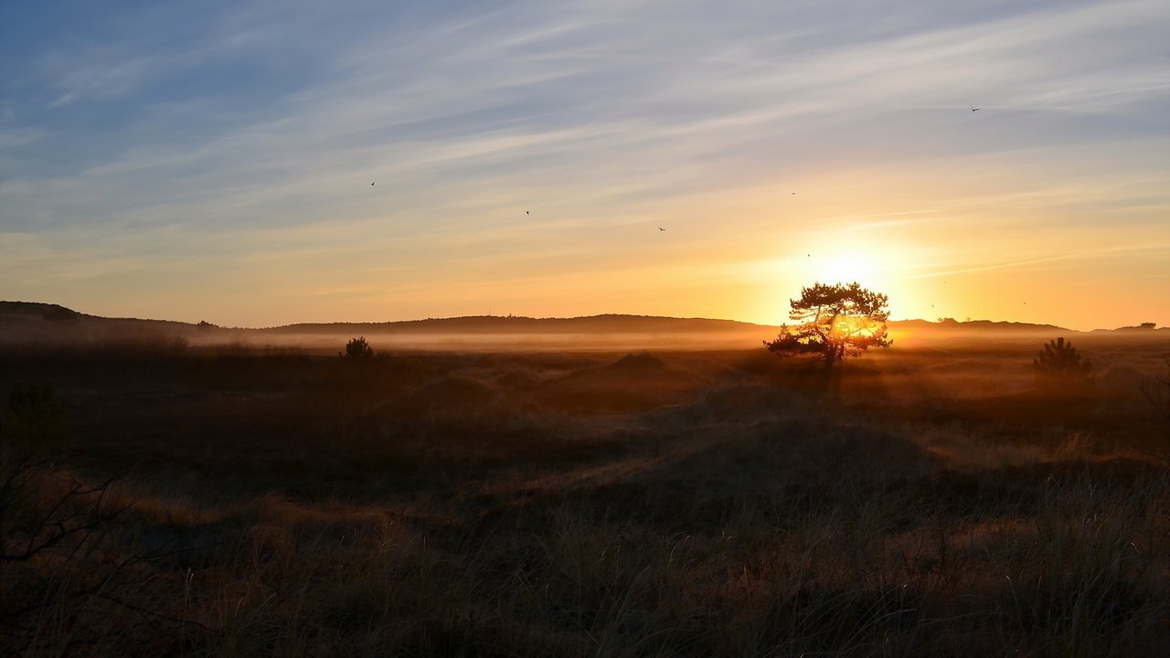 Обои природа, дерево, утро, туман, поле, nature, tree, morning, fog, field разрешение 1920x1200 Загрузить