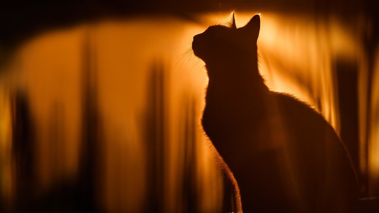 Обои кот, кошка, силуэт, солнечный свет, cat, silhouette, sunlight разрешение 2048x1365 Загрузить