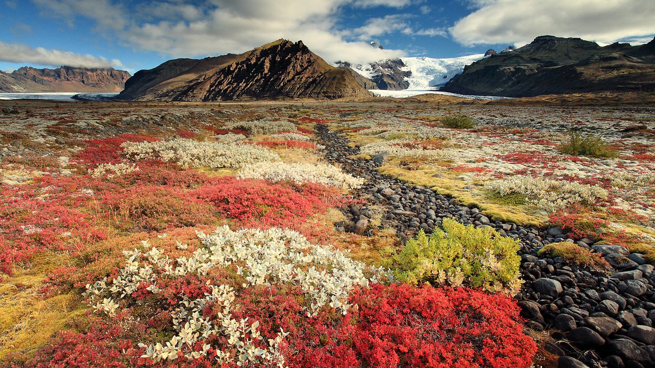 Обои небо, цветы, горы, исландия, the sky, flowers, mountains, iceland разрешение 2500x1677 Загрузить