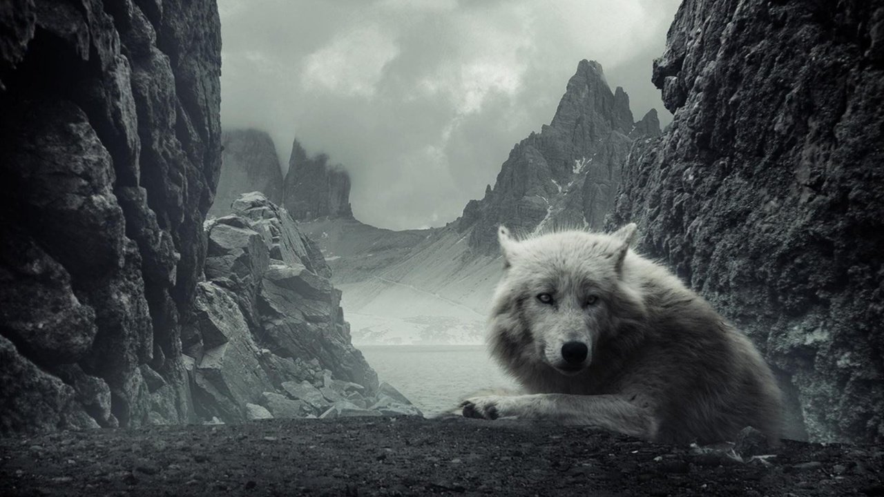 Обои горы, хищник, волк, mountains, predator, wolf разрешение 2880x1800 Загрузить