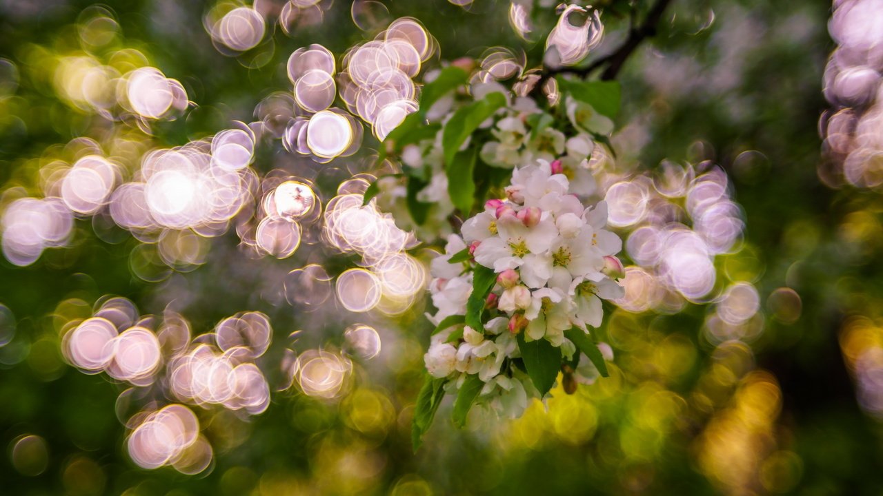 Обои дерево, цветение, блики, весна, боке, sorin mutu, tree, flowering, glare, spring, bokeh разрешение 2560x1600 Загрузить