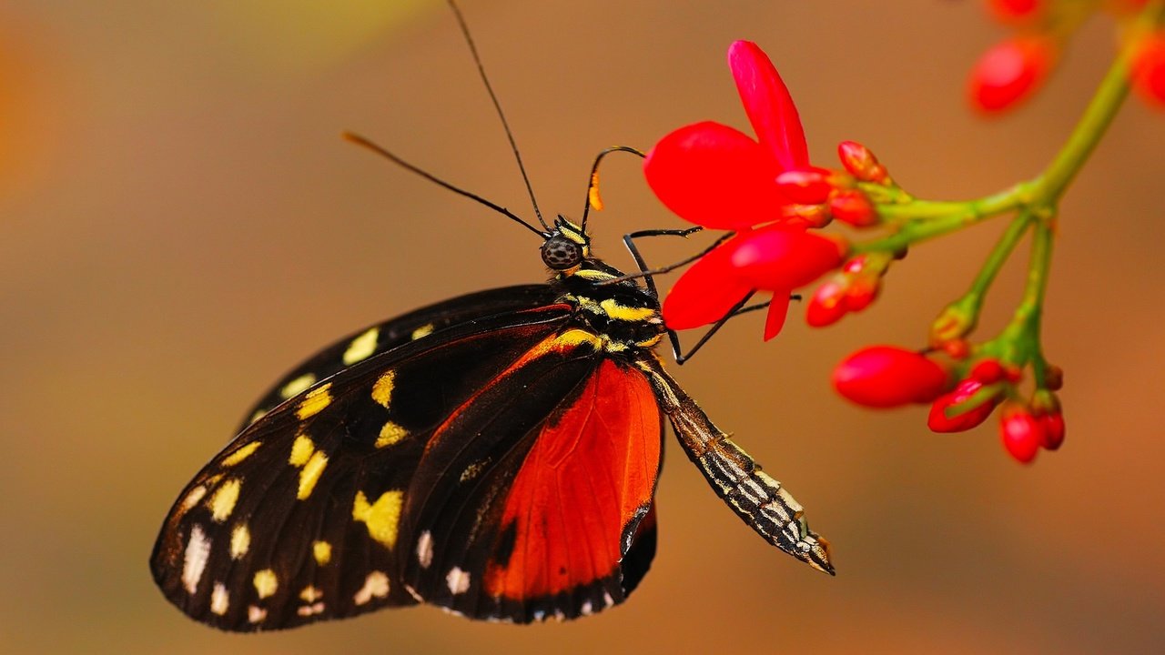 Обои цветы, макро, фон, бабочка, крылья, насекомые, flowers, macro, background, butterfly, wings, insects разрешение 2000x1331 Загрузить