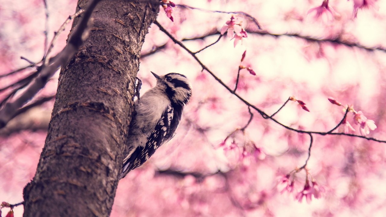 Обои птица, весна, дятел дерево, bird, spring, woodpecker tree разрешение 1920x1200 Загрузить