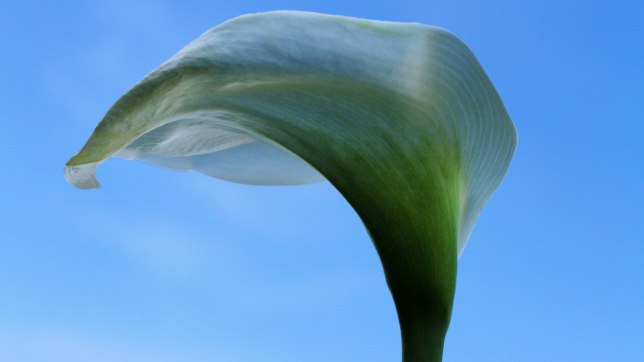 Обои небо, цветок, белая, калла, the sky, flower, white, calla разрешение 2048x1365 Загрузить