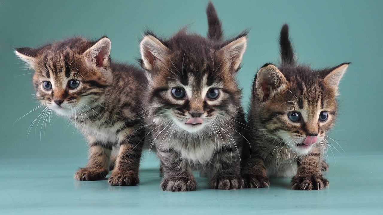 Обои кошки, котята, маленькие, милые, little kittens, cats, kittens, small, cute разрешение 1920x1200 Загрузить