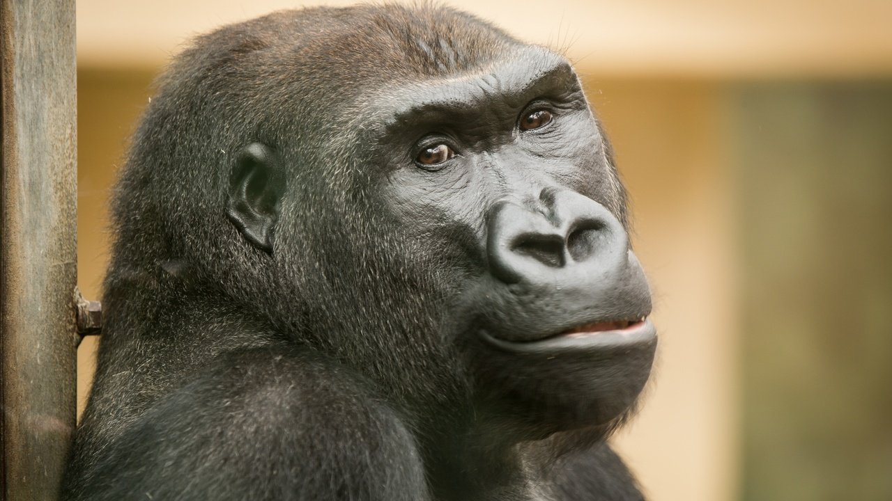 Обои взгляд, обезьяна, зоопарк, горилла, arjan haverkamp, look, monkey, zoo, gorilla разрешение 2880x1920 Загрузить