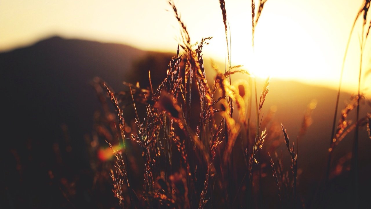 Обои трава, солнце, природа, растения, закат, макро, колоски, grass, the sun, nature, plants, sunset, macro, spikelets разрешение 2304x1536 Загрузить