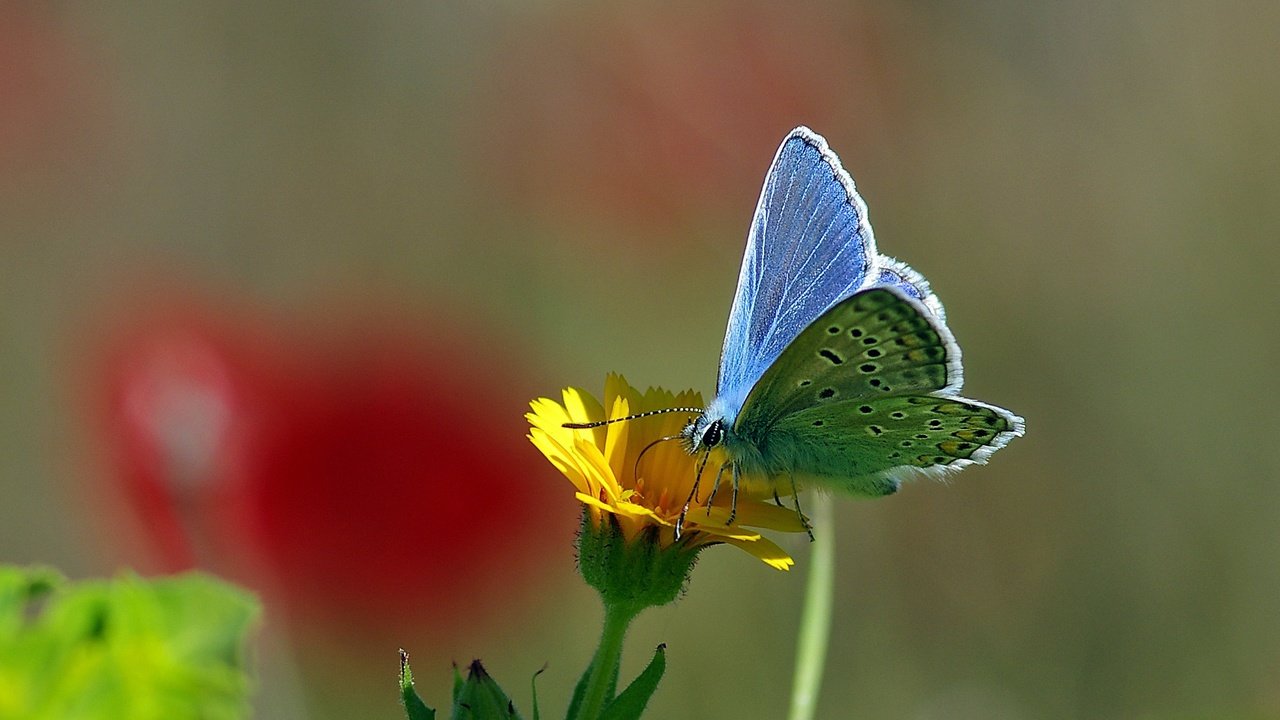 Обои желтый, макро, насекомое, цветок, бабочка, нектар, ziva & amir, yellow, macro, insect, flower, butterfly, nectar разрешение 2069x1503 Загрузить