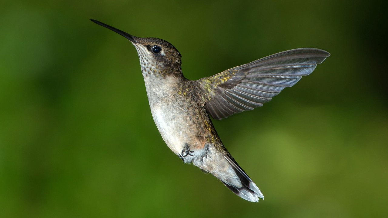 Обои фон, полет, крылья, птица, колибри, background, flight, wings, bird, hummingbird разрешение 4069x2716 Загрузить