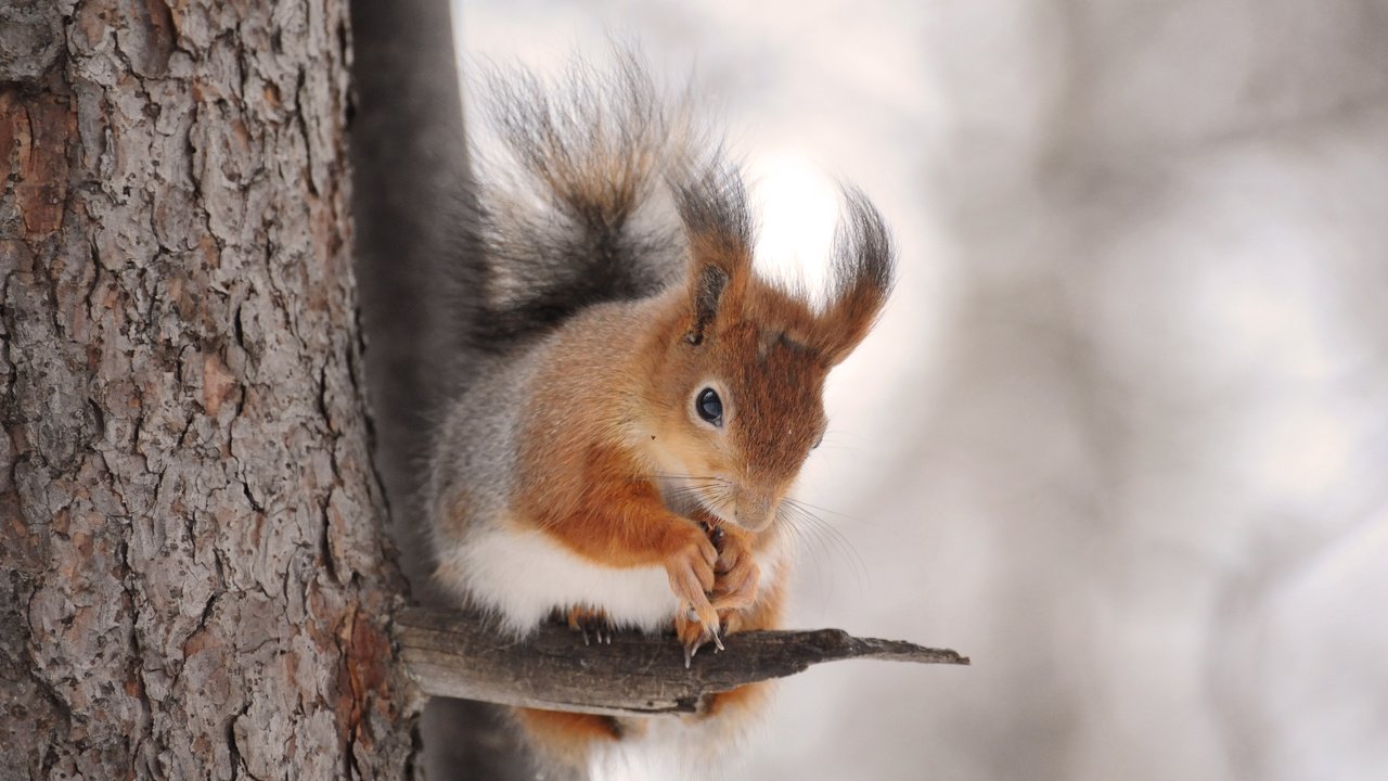 Обои дерево, животное, белка, зверек, белочка, грызун, anna verdina, tree, animal, protein, squirrel, rodent разрешение 4256x2832 Загрузить