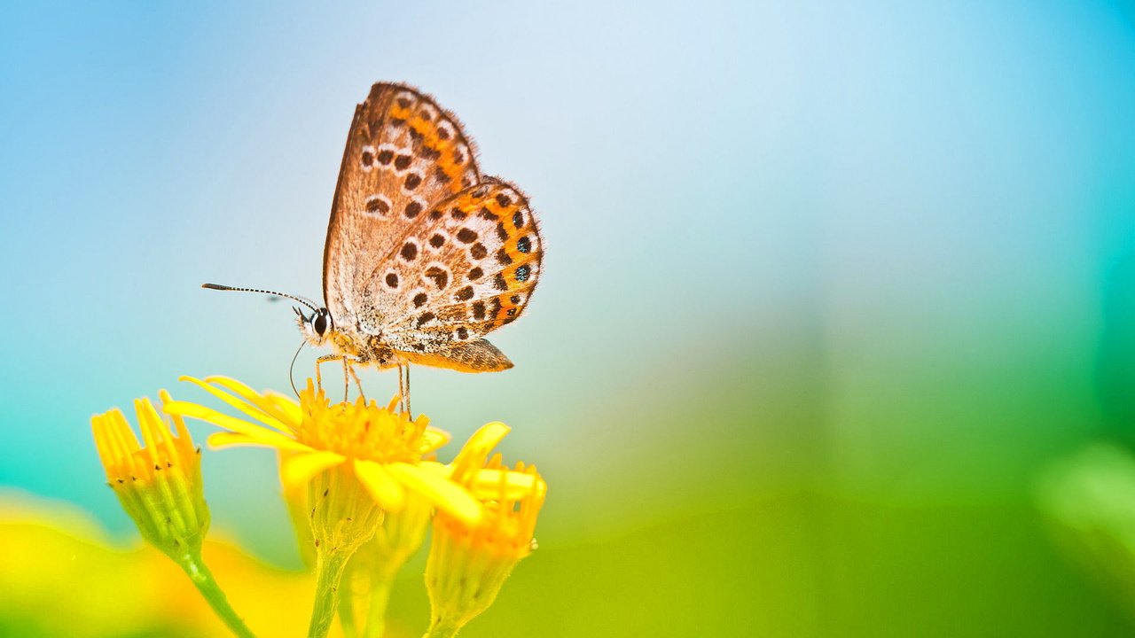 Обои цветы, природа, макро, насекомое, бабочка, крылья, flowers, nature, macro, insect, butterfly, wings разрешение 1920x1200 Загрузить