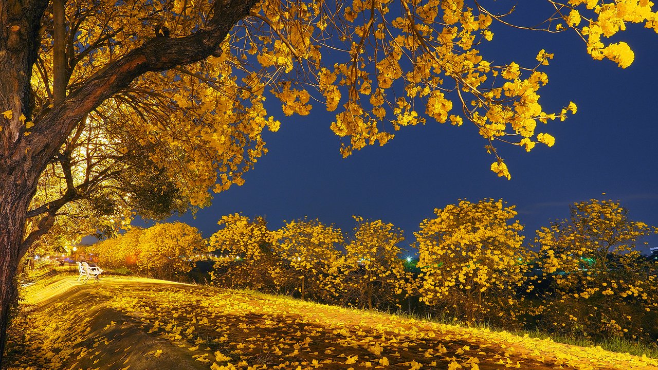 Обои свет, ночь, деревья, листья, парк, осень, скамья, light, night, trees, leaves, park, autumn, bench разрешение 2048x1536 Загрузить