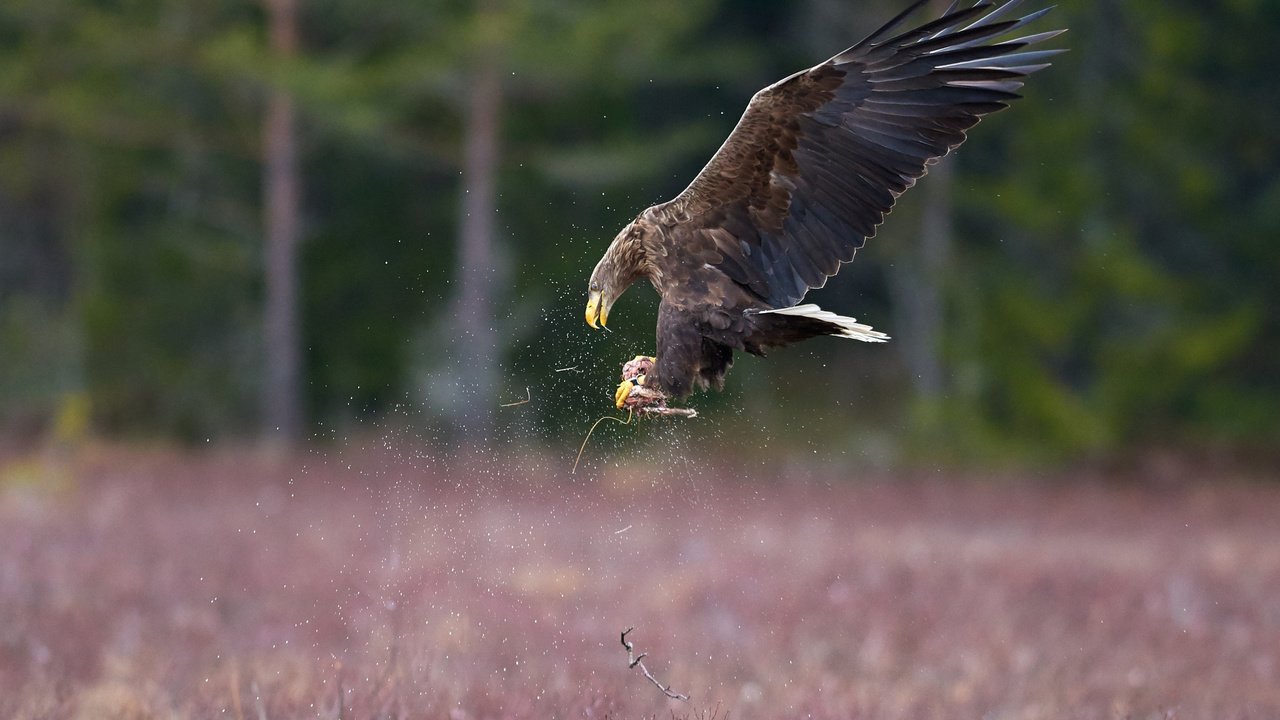 Обои полет, крылья, орел, птица, клюв, перья, добыча, flight, wings, eagle, bird, beak, feathers, mining разрешение 2048x1366 Загрузить