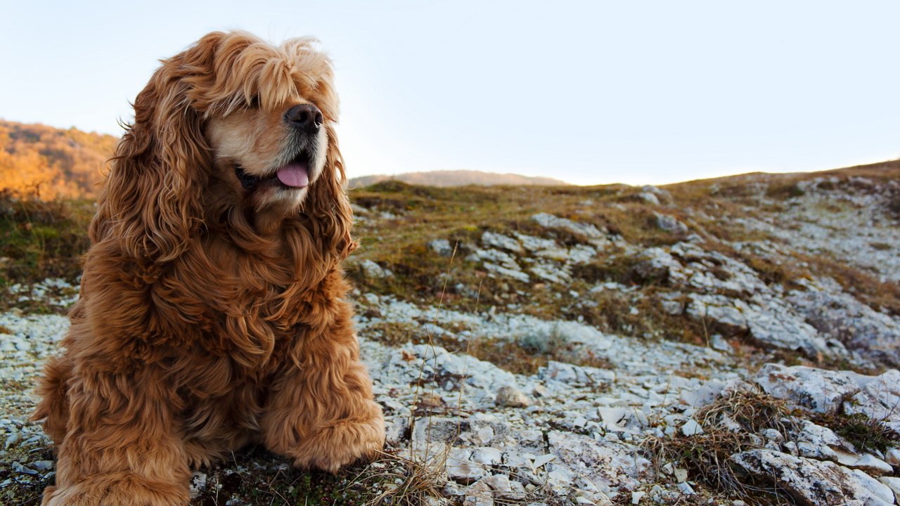 Обои мордочка, взгляд, собака, спаниель, кокер-спаниель, muzzle, look, dog, spaniel, cocker spaniel разрешение 2560x1600 Загрузить