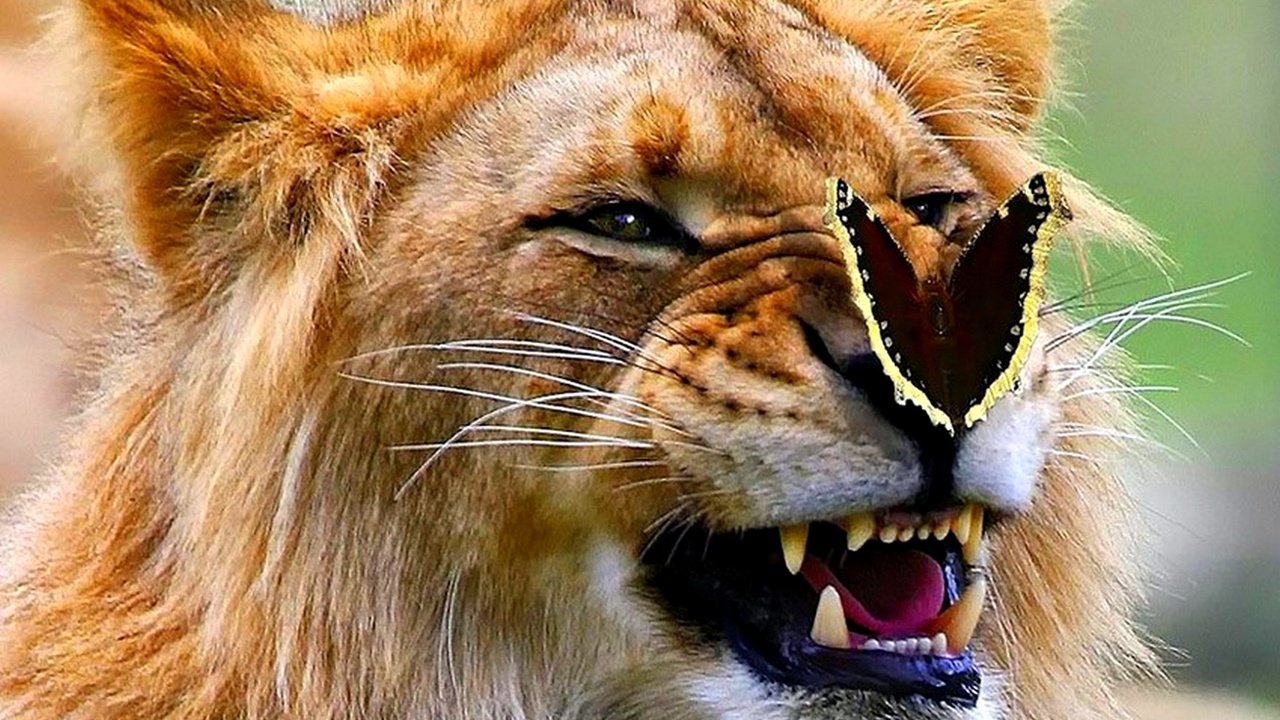 Тигр с бабочкой на носу арт