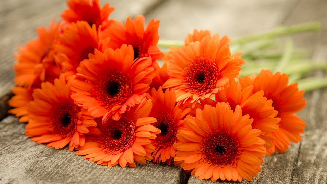 Обои цветы, природа, фон, красные, букет, герберы, flowers, nature, background, red, bouquet, gerbera разрешение 1920x1200 Загрузить