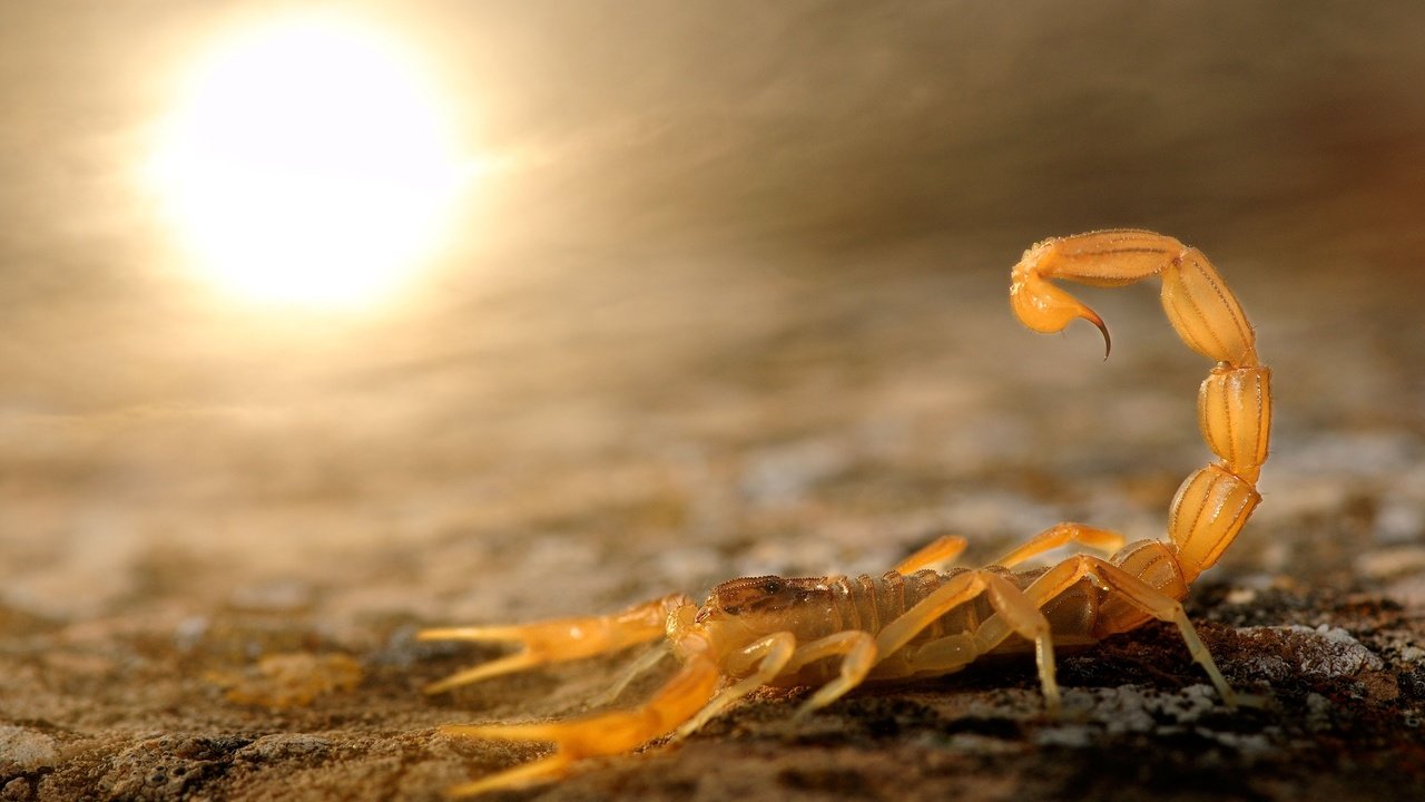 Обои солнце, жало, камни, stinger, песок, жар, скал, вс, песка, скорпион, scorpion, the sun, sting, stones, sand, heat, rocks, sun, scorpio разрешение 2560x1700 Загрузить