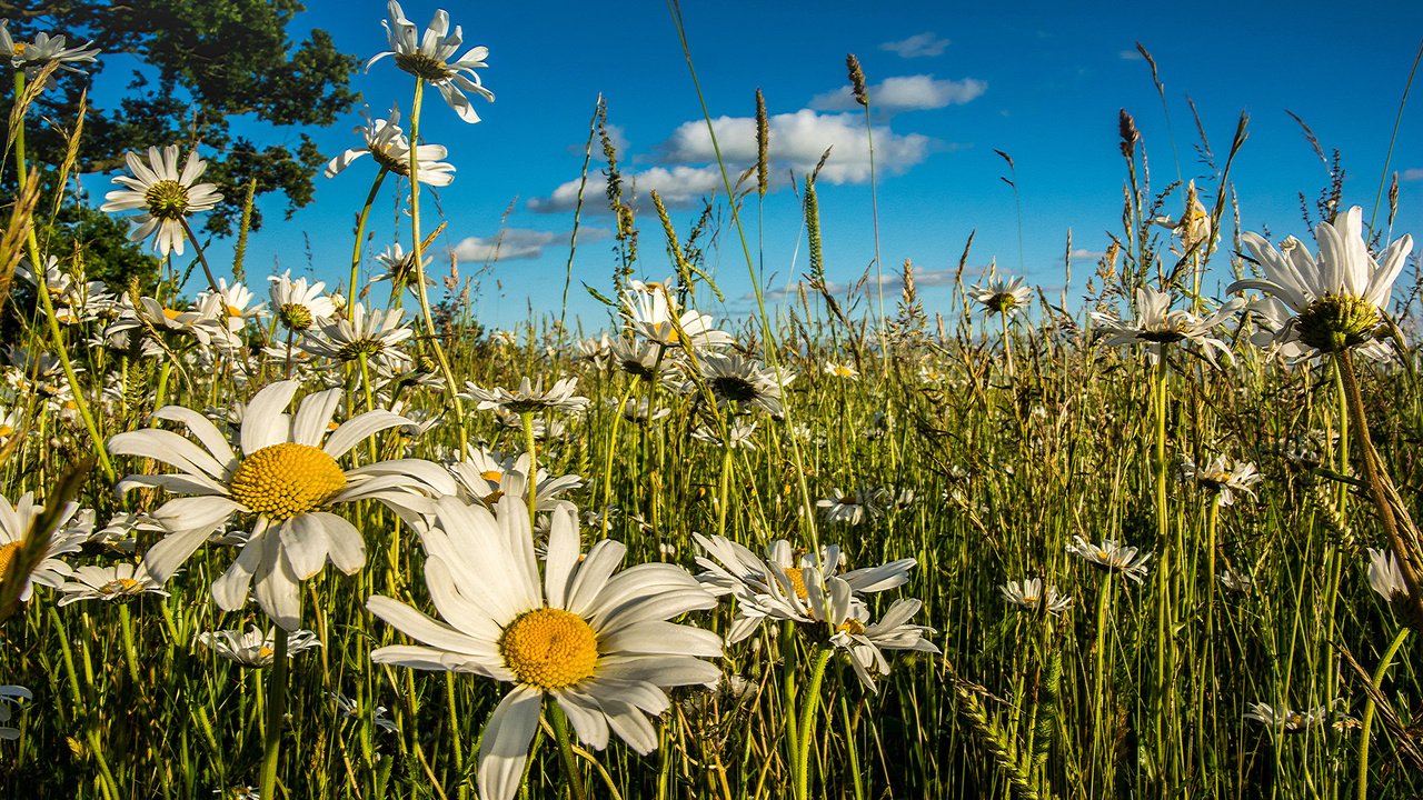 Обои небо, цветы, трава, облака, лето, луг, колоски, ромашки, the sky, flowers, grass, clouds, summer, meadow, spikelets, chamomile разрешение 2048x1208 Загрузить