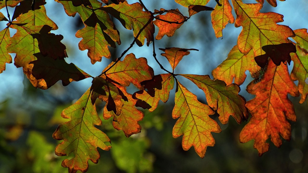 Обои природа, листья, осень, nature, leaves, autumn разрешение 2048x1365 Загрузить