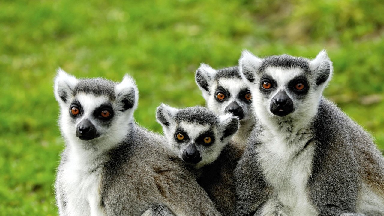 Обои лемуры, мадагаскар, lemuri, lemurs, madagascar разрешение 2351x1574 Загрузить