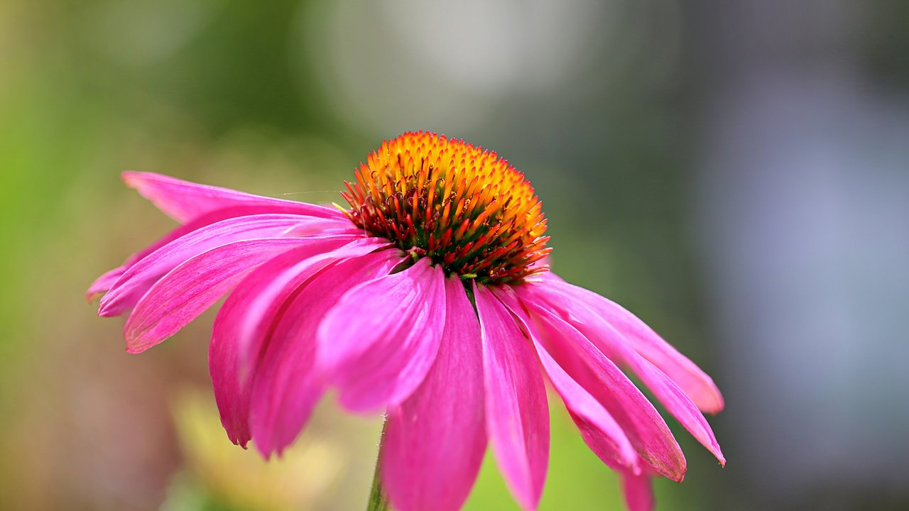 Обои макро, цветок, лепестки, краски, эхинацея, macro, flower, petals, paint, echinacea разрешение 2048x1366 Загрузить