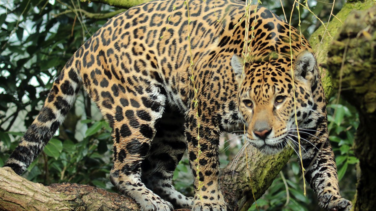 Обои хищник, ягуар, животное, ягуа́р, predator, jaguar, animal разрешение 3864x2760 Загрузить
