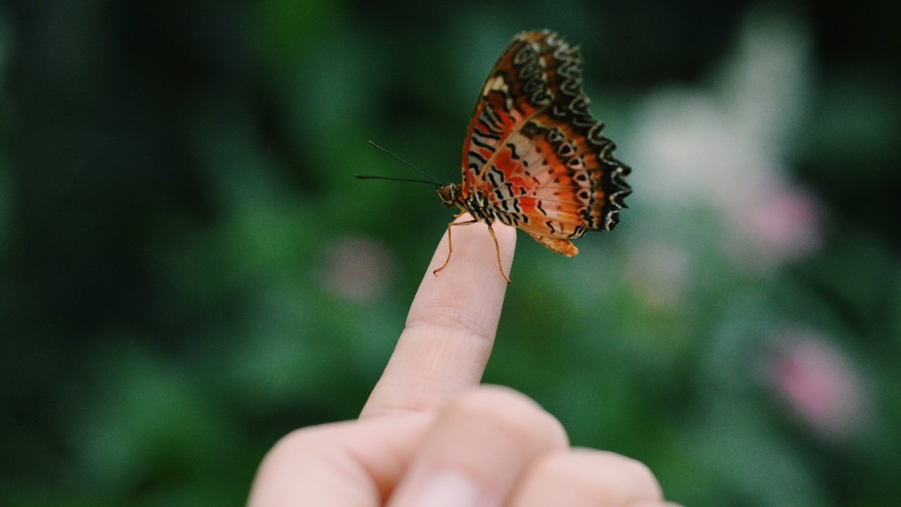 Обои рука, насекомое, бабочка, пальцы, hand, insect, butterfly, fingers разрешение 3264x2171 Загрузить