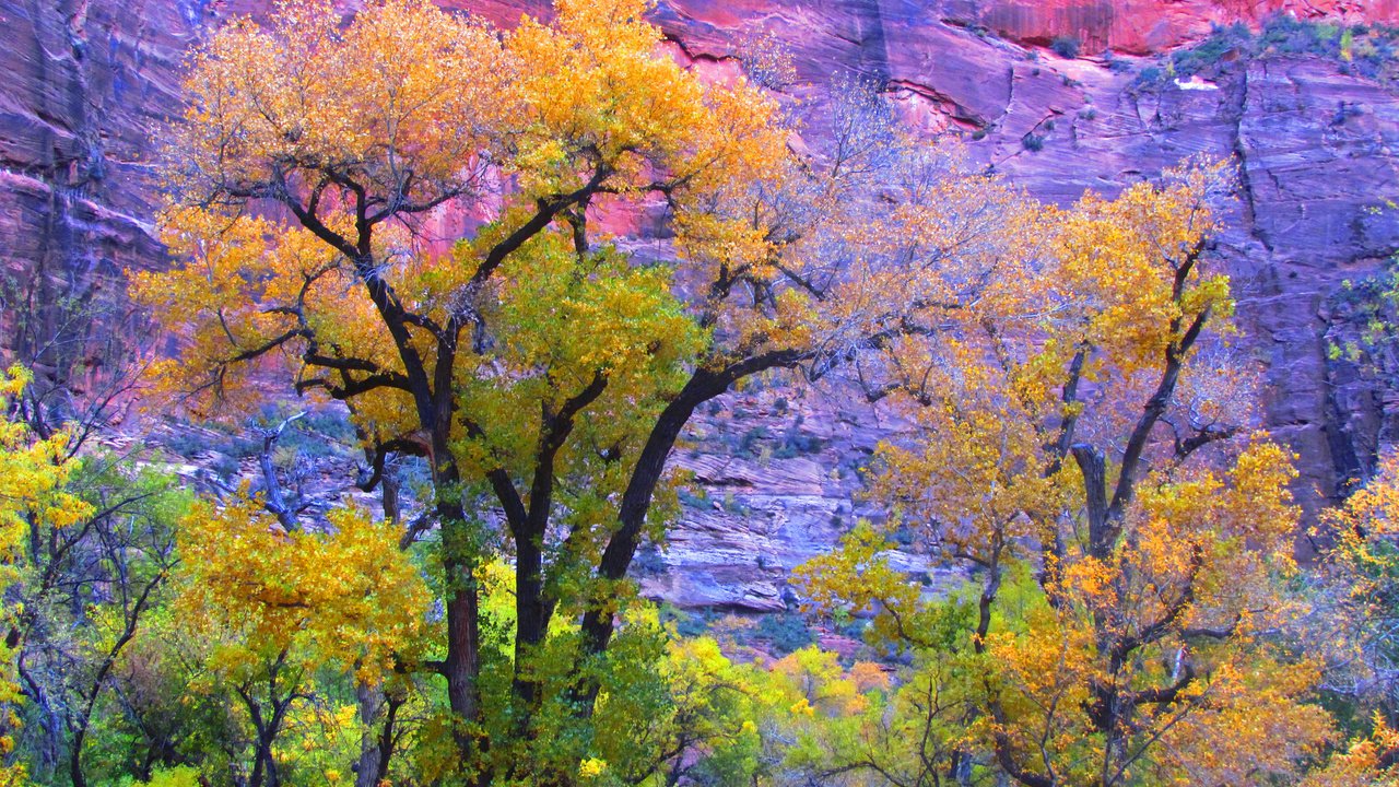 Обои деревья, скала, гора, осень, сша, юта, zion national park, trees, rock, mountain, autumn, usa, utah разрешение 2048x1403 Загрузить