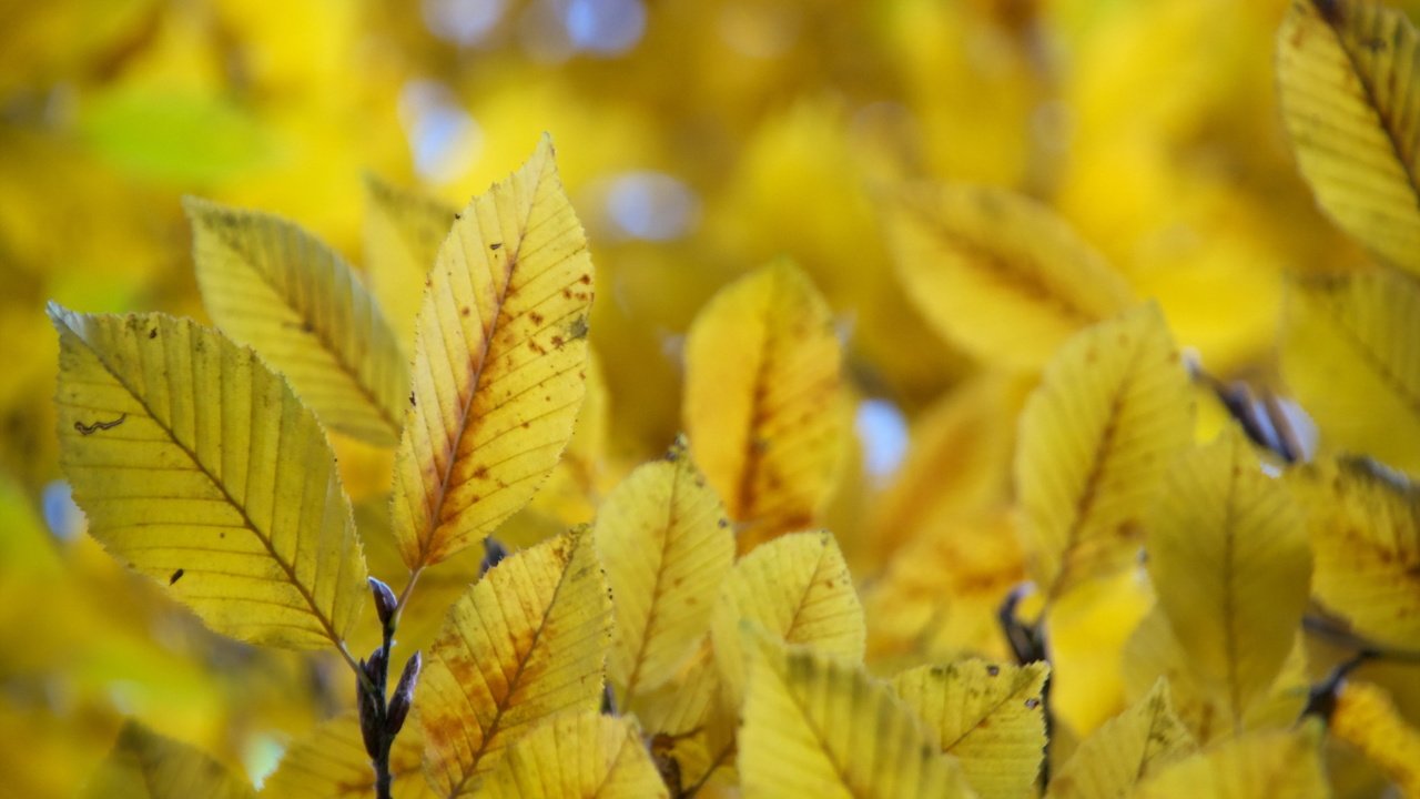 Обои природа, листья, осень, nature, leaves, autumn разрешение 2048x1365 Загрузить