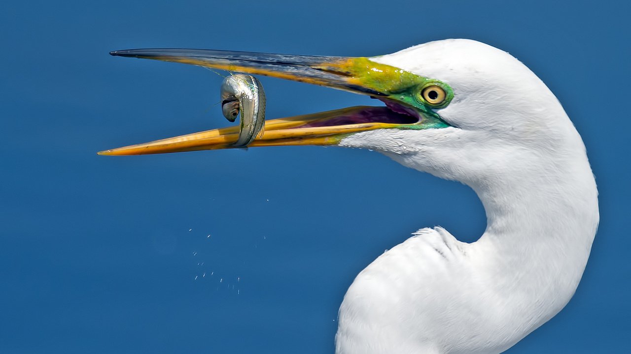 Обои птица, белая, шея, большая, цапля, bird, white, neck, large, heron разрешение 2048x1365 Загрузить