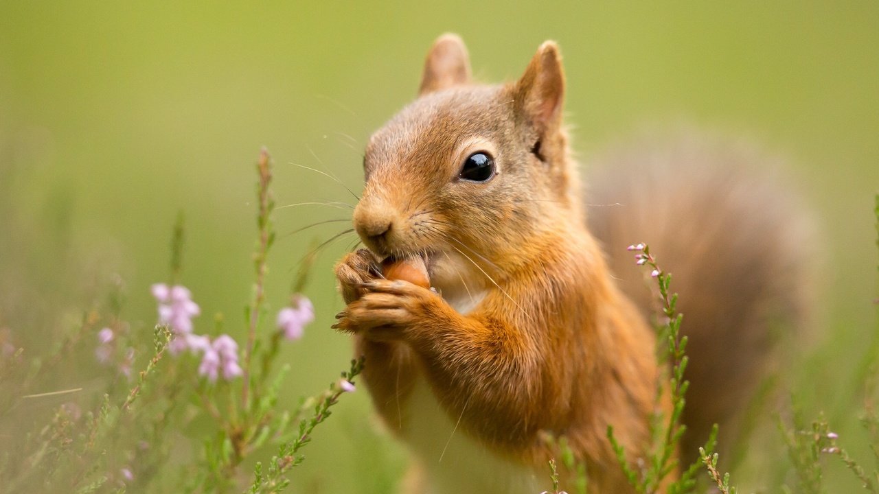 Обои цветы, трава, природа, фон, цветок, животное, белка, flowers, grass, nature, background, flower, animal, protein разрешение 2048x1280 Загрузить