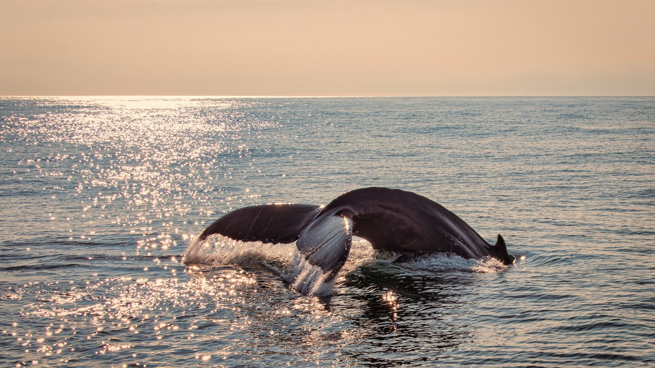 Обои море, блики, гладь, хвост, кит, sea, glare, surface, tail, kit разрешение 2048x1367 Загрузить