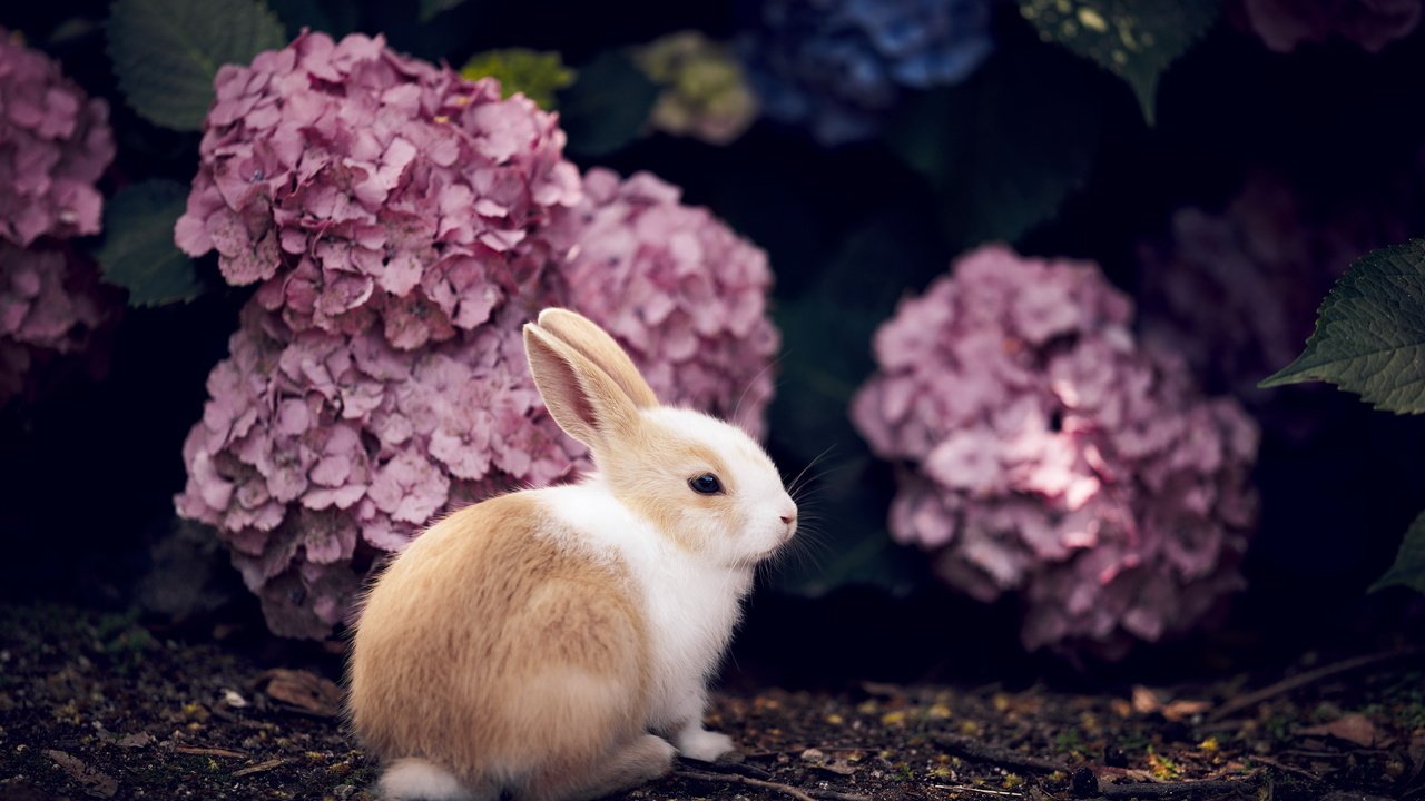 Обои цветы, кролик, животное, гортензия, flowers, rabbit, animal, hydrangea разрешение 2560x1709 Загрузить