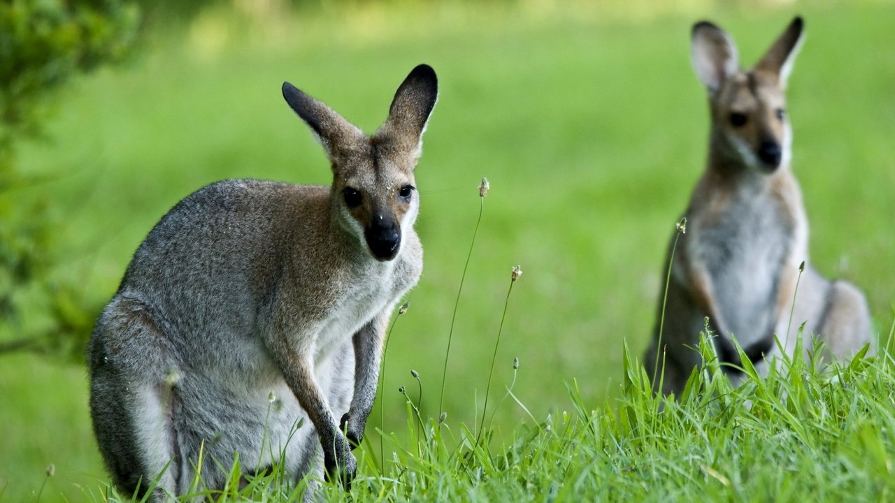 Обои природа, фон, кенгуру, nature, background, kangaroo разрешение 2048x1371 Загрузить