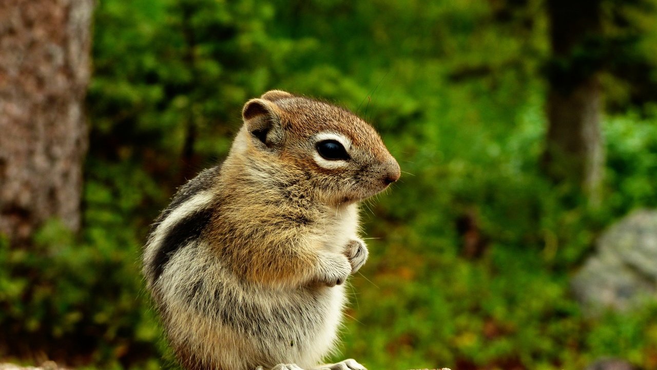 Обои природа, животное, зверек, бурундук, грызун, nature, animal, chipmunk, rodent разрешение 2880x2160 Загрузить